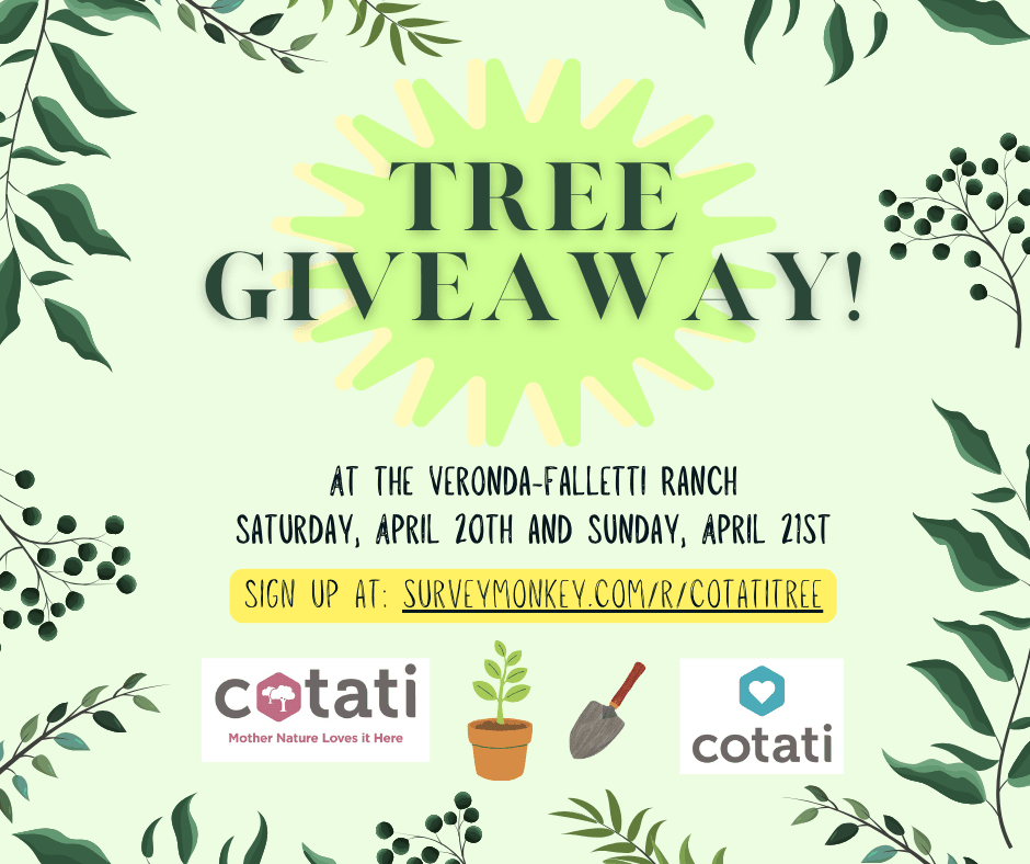 tree giveaway (2)