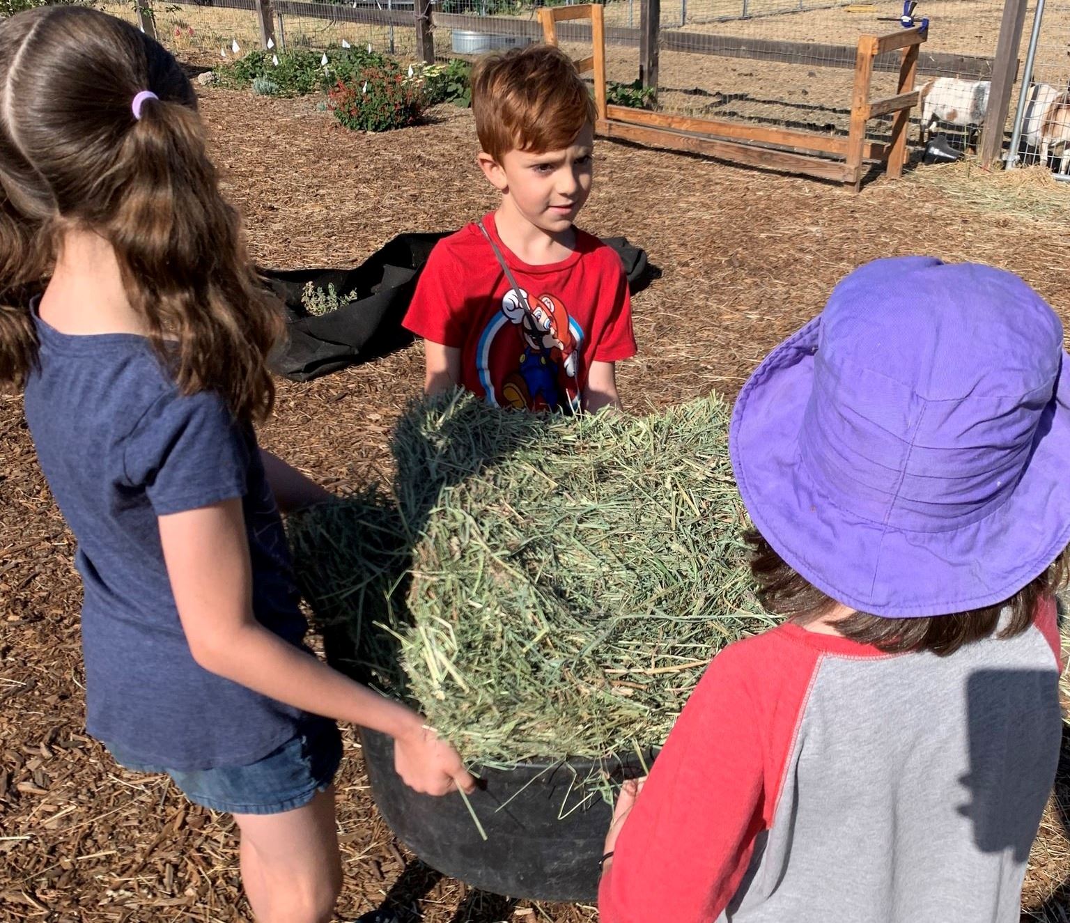 Kids and Hay